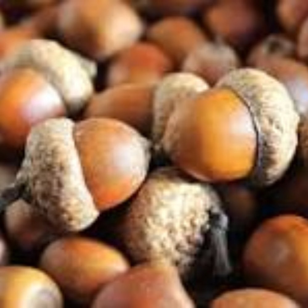Natural acorns harvested at our farm! 100 acorns and caps